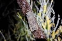 Agrotis ipsilon