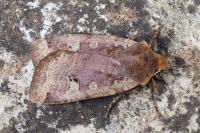 Conistra erythrocephala