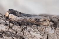Xylena exsoleta