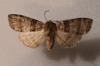 Cymatophorina diluta