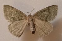 Pseudoterpna pruinata
