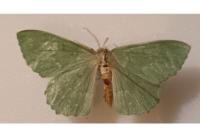 Geometra papilionaria