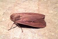 Mythimna unipuncta