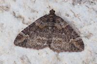 Catarhoe basochesiata