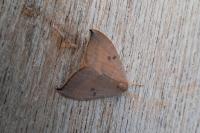Watsonalla uncinula