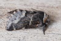 Poecilocampa populi populi