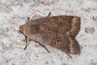 Conistra