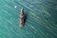 Eudonia angustea