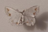 Scopula ornata