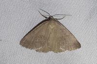 Pachycnemia tibiaria tibiaria