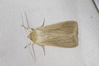 Mythimna pallens