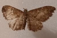 Nycterosea obstipata