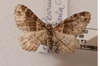 Xanthorhoe spadicearia/ferrugata
