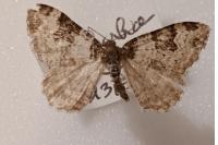Xanthorhoe fluctuata
