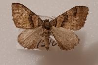 Catarhoe rubidata