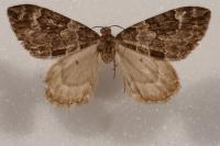Thera britannica