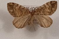 Hydriomena furcata