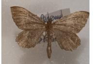 Philereme vetulata