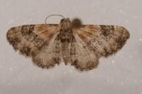 Eupithecia linariata