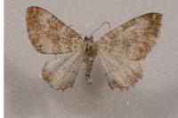 Perizoma flavofasciata