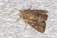 Mniotype solieri