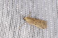 Phycitodes inquinatella