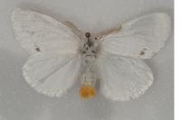 Sphrageidus similis