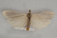 Eilema caniola