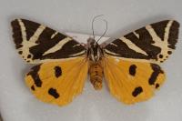 Euplagia quadripunctaria