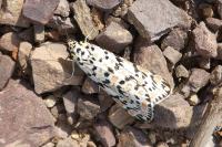Utetheisa pulchella