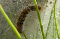 Thaumetopoea pityocampa