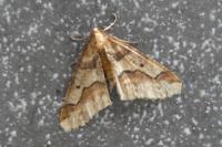 Erannis defoliaria