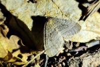 Operophtera brumata