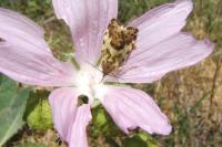 Emmelia viridisquama