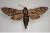 Hyloicus pinastri