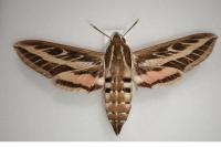 Hyles livornica