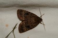 Amphipyra pyramidea