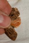 Amphipyra pyramidea