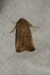 Hoplodrina ambigua
