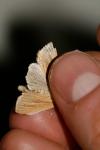 Mythimna pallens