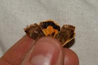 Noctua janthe