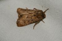 Luperina testacea