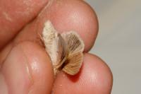 Mythimna impura