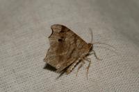 Macaria alternata