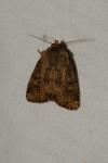 Luperina testacea