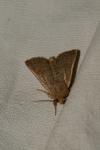 Hoplodrina ambigua