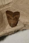Hoplodrina octogenaria/blanda