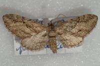 Eupithecia phoeniceata
