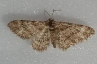 Gymnoscelis rufifasciata