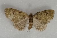 Chloroclystis v-ata